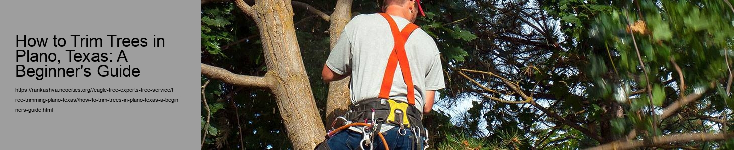 How to Trim Trees in Plano, Texas: A Beginner's Guide