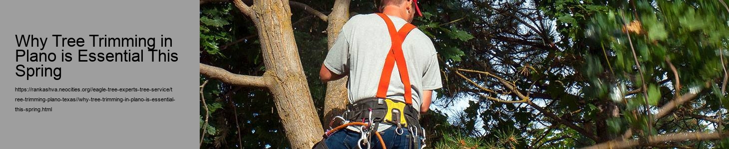 Why Tree Trimming in Plano is Essential This Spring